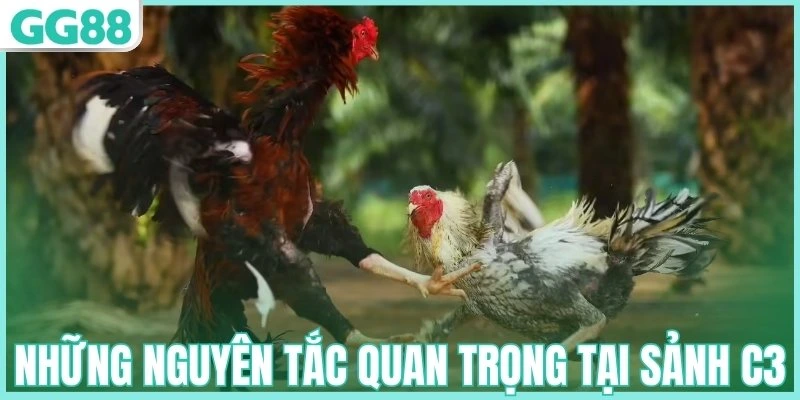 Những nguyên tắc quan trọng tại sảnh C3